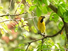 Icterus nigrogularis