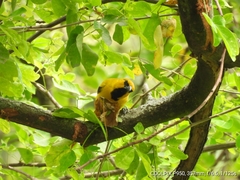 Icterus nigrogularis