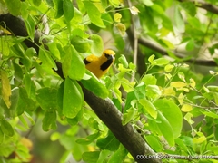 Icterus nigrogularis