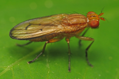 Tetanocera elata