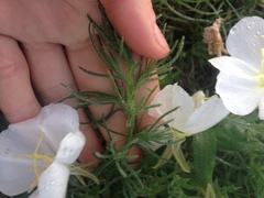 Oenothera coronopifolia