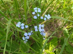 Myosotis popovii