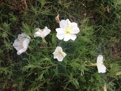 Oenothera coronopifolia