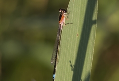 Ischnura graellsii