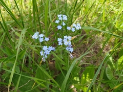Myosotis popovii