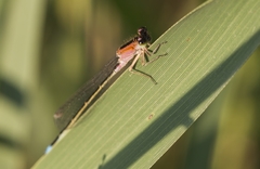 Ischnura graellsii