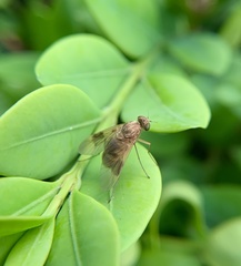 Chrysopilus quadratus
