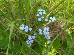 Myosotis popovii