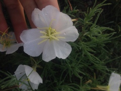 Oenothera coronopifolia