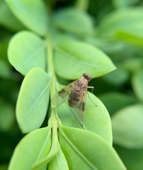 Chrysopilus quadratus
