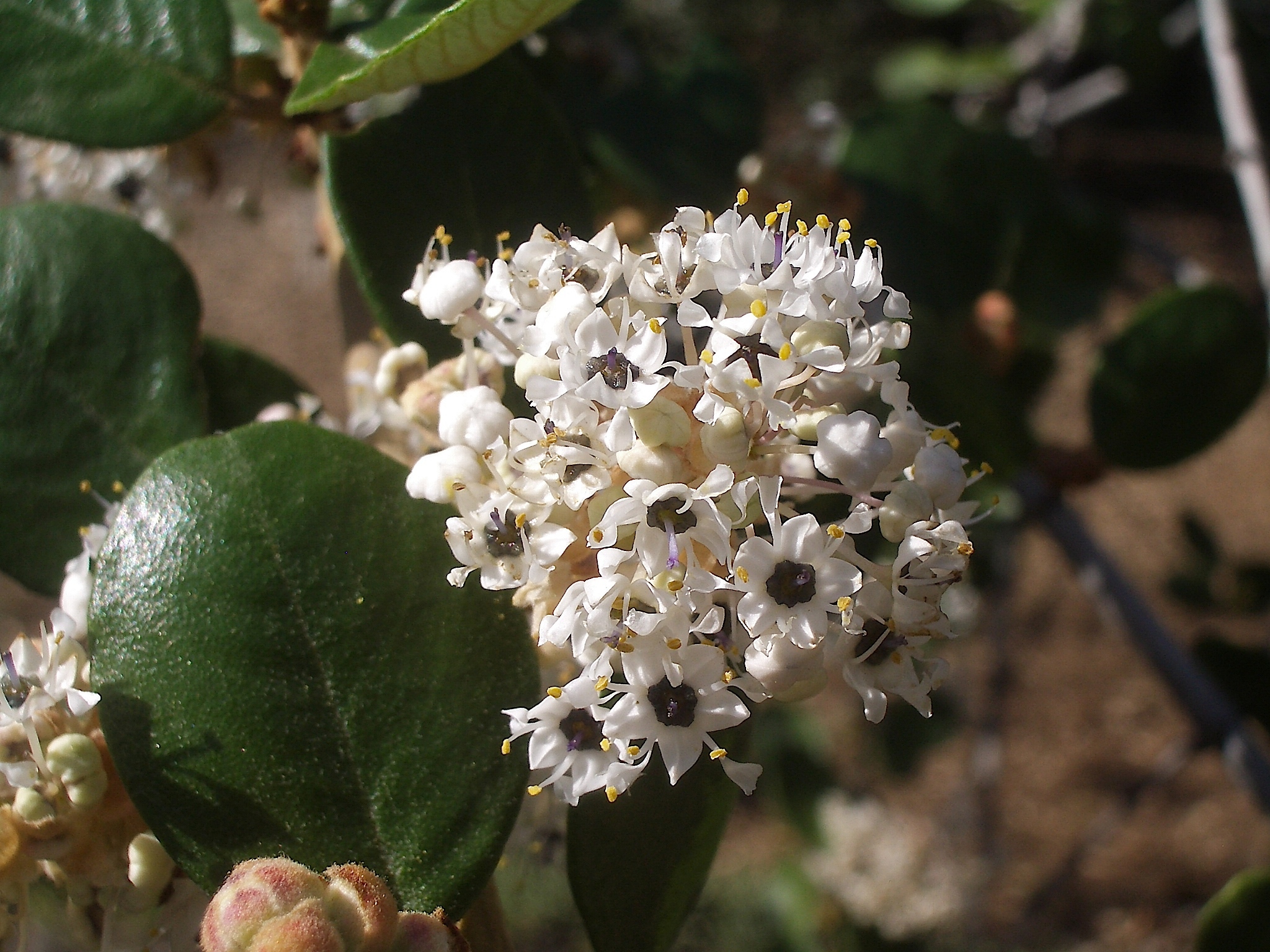 Ceanothus crassifolius