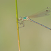 Lestes Mourisco - Photo (c) Paul Cools, alguns direitos reservados (CC BY-NC), uploaded by Paul Cools
