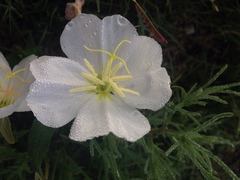 Oenothera coronopifolia