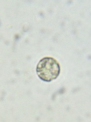 Acanthocystis