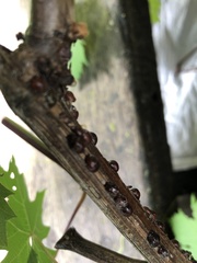 Parthenolecanium corni