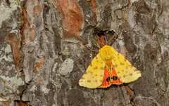 Diacrisia purpurata