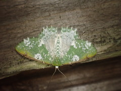 Eucyclodes albisparsa