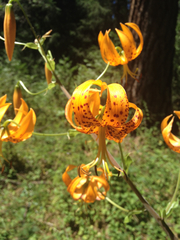 Lilium humboldtii