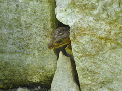 Xenosaurus platyceps