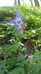 Aquilegia alpina