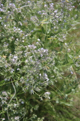 Nepeta parviflora