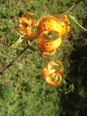 Lilium humboldtii