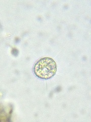 Acanthocystis