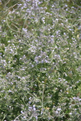Nepeta parviflora