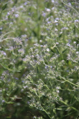 Nepeta parviflora