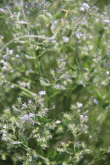 Nepeta parviflora