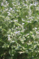Nepeta parviflora