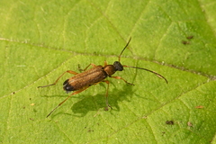 Grammoptera ustulata