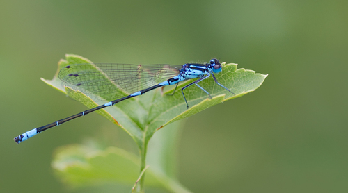 Variable Bluet