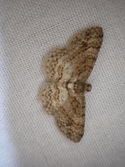Aethalura leucozona