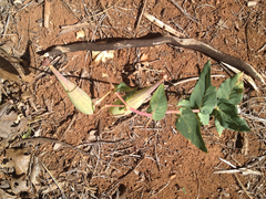 Asclepias cordifolia