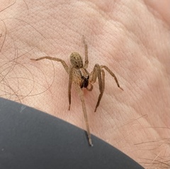 Centroctenus brevipes