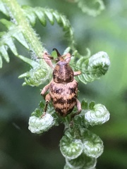 Curculio venosus