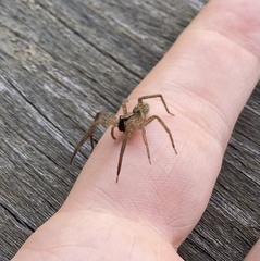 Centroctenus brevipes