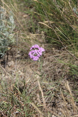 Dianthus pseudarmeria
