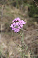 Dianthus pseudarmeria