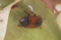 Caplothorax melanopterus