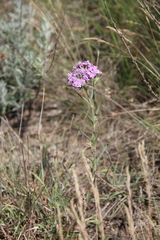 Dianthus pseudarmeria