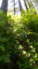 Aquilegia alpina