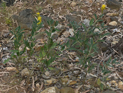 Crotalaria novae-hollandiae
