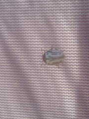 Calligrapha dislocata