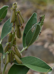 Crotalaria novae-hollandiae