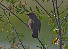 Turdus amaurochalinus