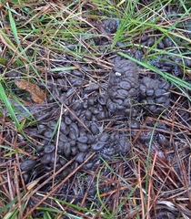 Mazama gouazoubira