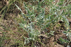 Psephellus marschallianus