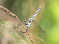 Pachydiplax longipennis